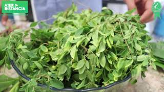PLANTAS ALIMENTÍCIAS NÃO CONVENCIONAIS