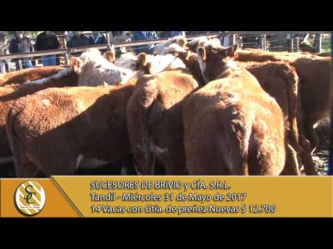 31-05-17 Venta de Vientres - Sucesores de Brivio y Cía - Tandil