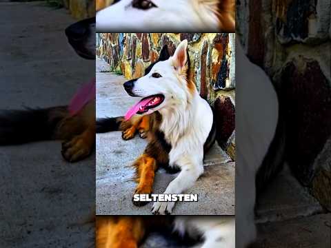 Die SELTENSTEN Wachhunde der Welt und von Nummer 1 gibt es kaum noch welche! #tiere #hunde