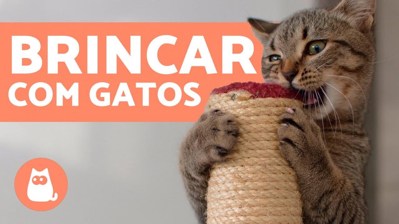 Como BRINCAR com um GATO e estimulá-lo🐱