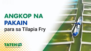Angkop na pakain para sa tilapia fry | TatehTV Episode 170