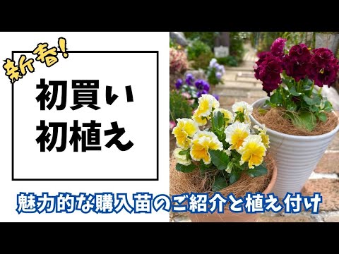 園芸 フェアリーベル、ゴールデンドロップ