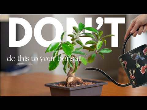 Beginner Bonsai Mistakes AND How to Fix Them! (Ginseng Ficus / Ficus Microcarpa)