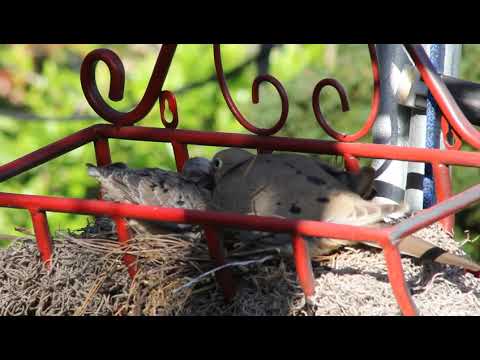 Mourning Dove Feeding