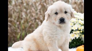 Video preview image #1 Golden Retriever Puppy For Sale in NEWPORT, PA, USA