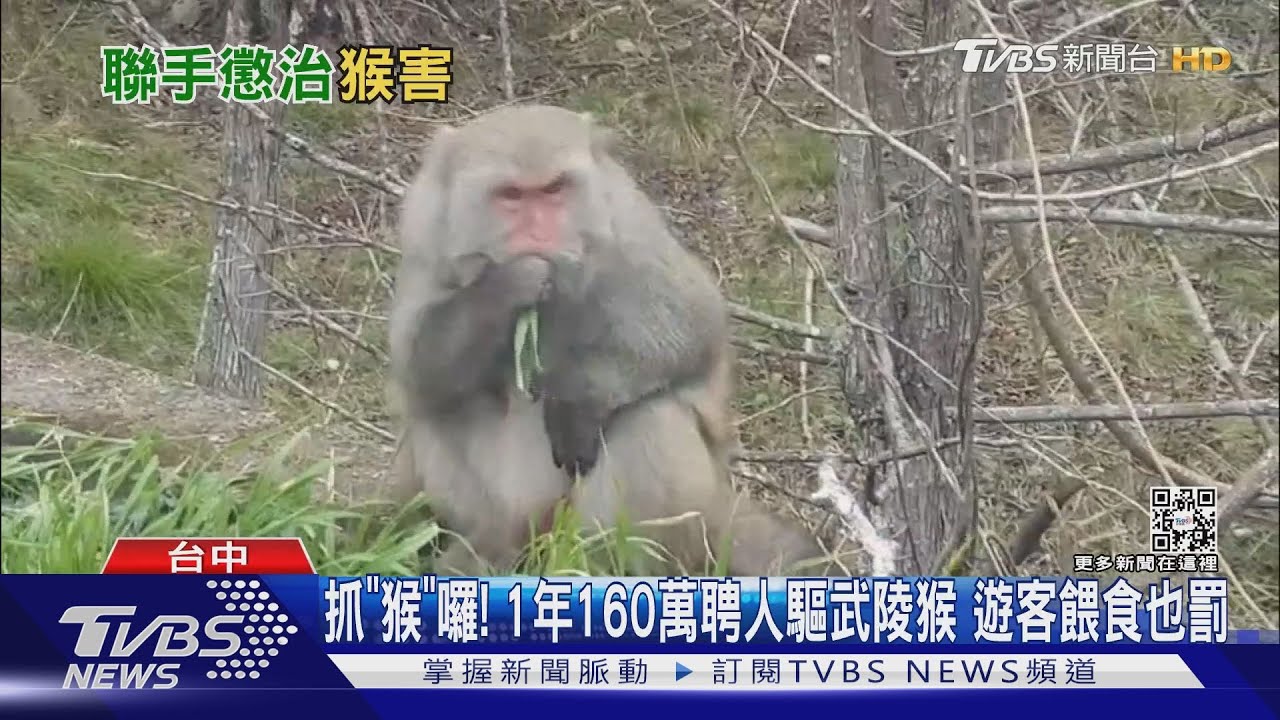 抓「猴」囉!1年160萬聘人驅武陵猴 遊客餵食也罰