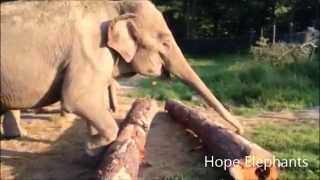 preview picture of video 'Hope Elephants: Opal Investigates Logs'