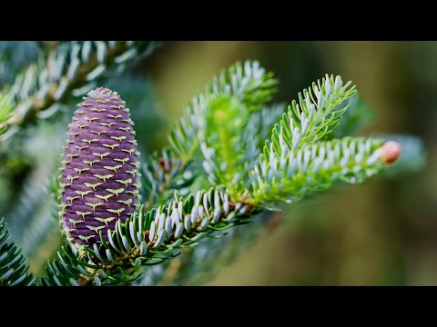 The Magic of Korean Fir 🌲 Piano Music 🎶 The Beautiful Garden ✨