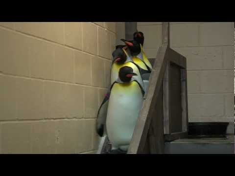 King Penguins Leaving Exhibit - Cincinnati Zoo