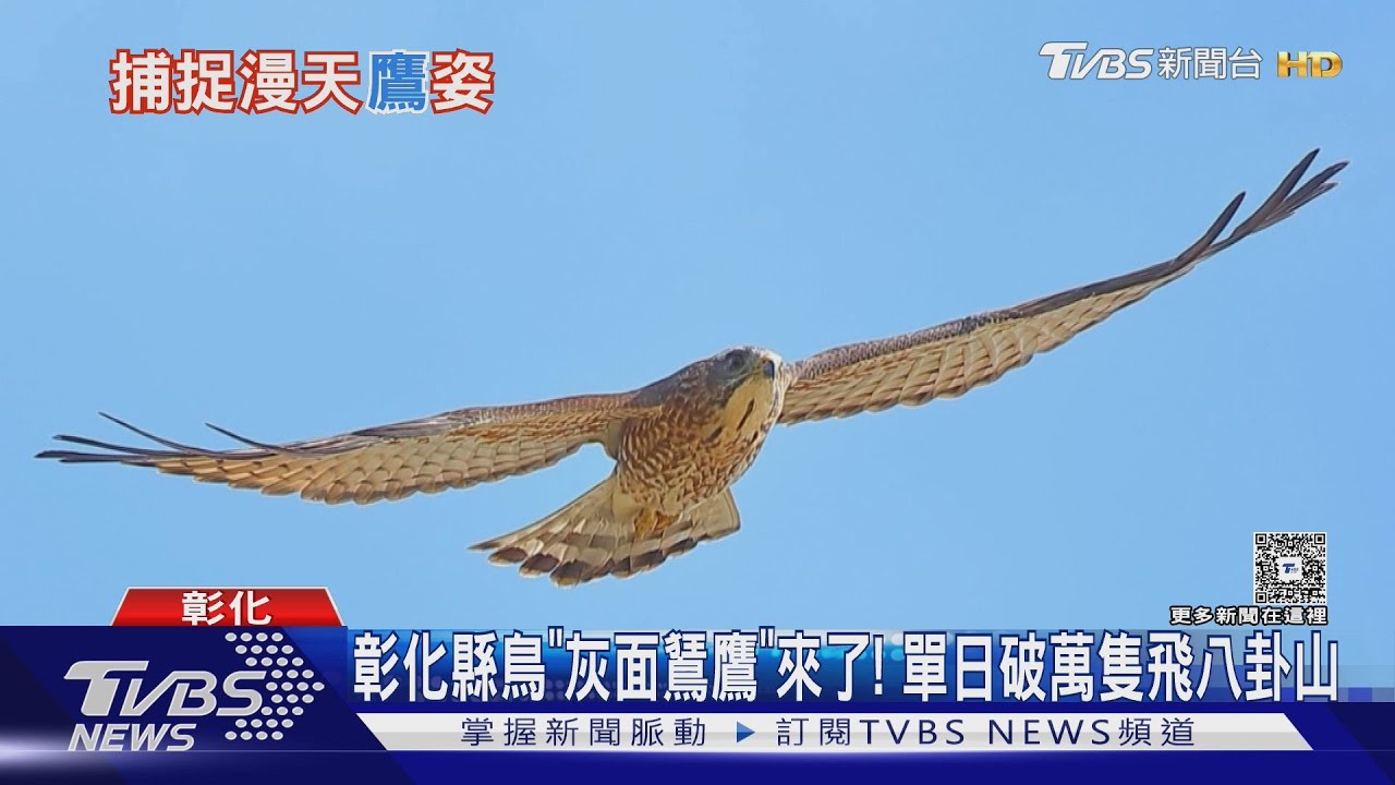 彰化縣鳥「灰面鵟鷹」來了!單日破萬隻飛八卦山