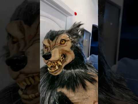 STRAY BABY WOLF BITES! #shorts