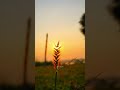 Ilayaraja Ringtone What S App Status Ilayaraja