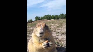 Prairie Dog, Badlands SD
