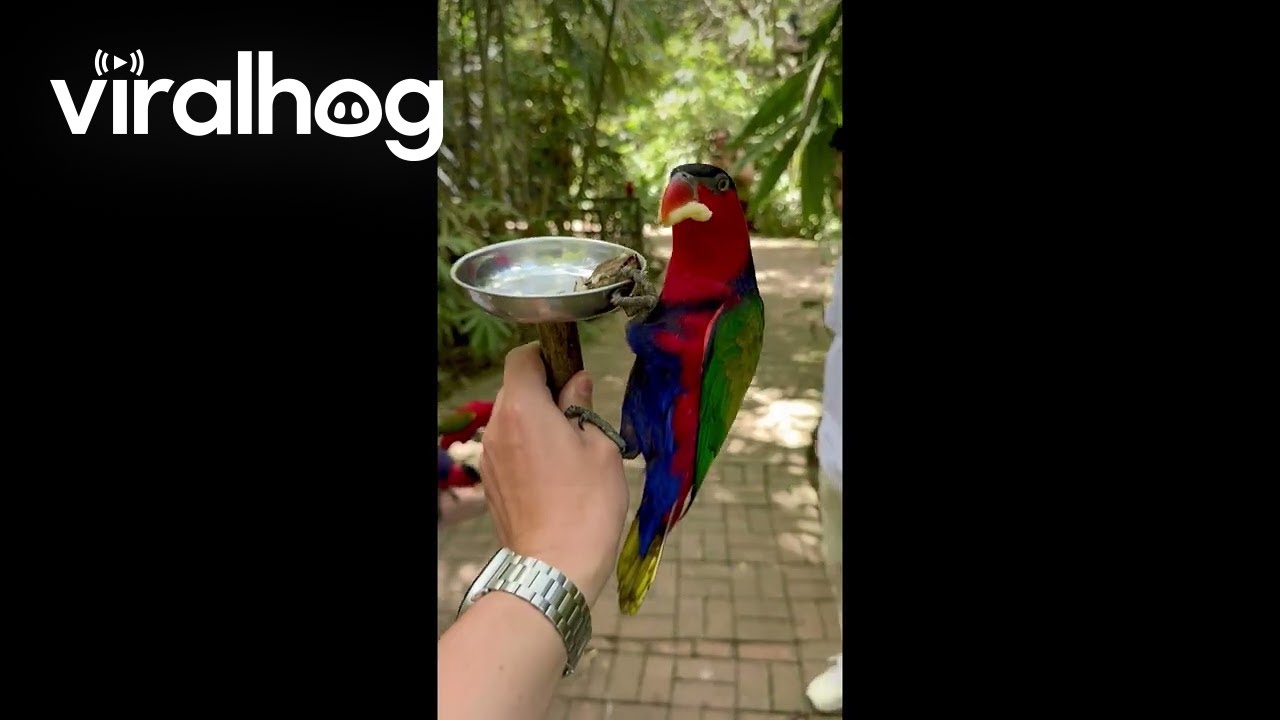 She Didn't Expect to Be So Popular With the Parrots || ViralHog