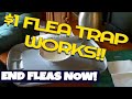 how to make a $1 Homemade Flea trap and end your ...