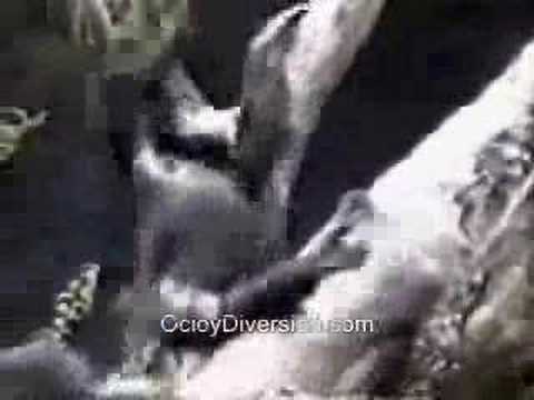 Videos graciosos vol. 1