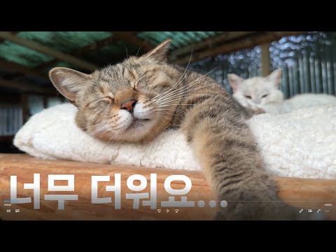 찌는 무더위에 집사도 고양이도 힘들어요.