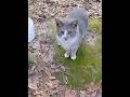 If He Doesn T Run ️ I Will Pet Him Feral Gray Tabby Shorts