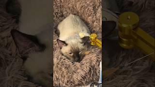 Give the kitten an ASMR ultimate spa experience #cat #asmrcat #catspa #asmr #shorts #cute
