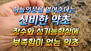 하늘의문을 열어준다는 신비한약초 장수와 성기능향상에 최고 천문동효능