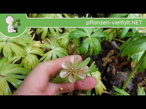 Winterling - Samen (reife Früchte) - 26.04.18 (Eranthis hyemalis) - giftige Wildpflanzen bestimmen