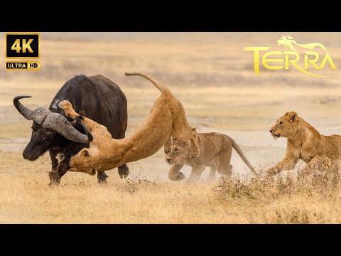 Espectáculo De Poder: Leones Se Enfrentan A Búfalos | Animales Salvajes