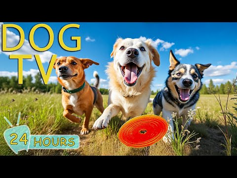 DOG TV: Videos Relax & Entertain for Dogs Left Home Alone All Day - Best Anti-Anxiety Music for Dogs