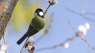 【2月下旬】大阪の公園で野鳥と動植物を観察【大仙公園 / バードウォッチング / Vlog】