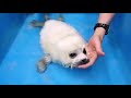 Baby Seal Learns To Swim /CUTE!!