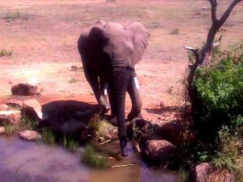 Elephant drinking water at breakfast