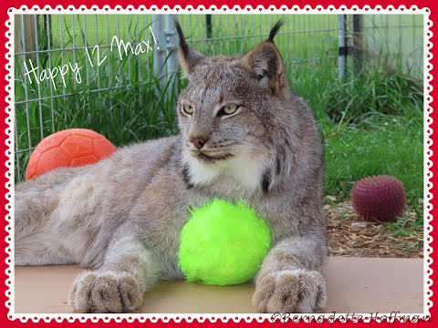 Max Canada Lynx Happy 12th Birthday!
