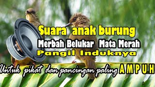 Download lagu Suara anak merbah belukar memanggil induk mp3 terbaik untuk panggilan burung liar. mp3 Download lagu Suara anak merbah belukar memanggil induk mp3 terbaik untuk panggilan burung liar. mp3