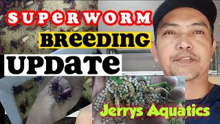 SUPERWORM BREEDING UPDATE | PAANO MAG BREED NG SUPRWORM