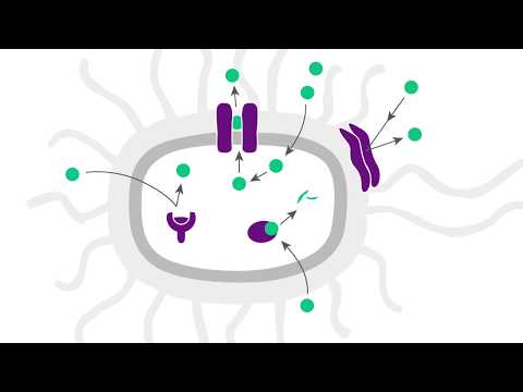 Antibiotic Resistance: How do germs resist against antibiotics?
