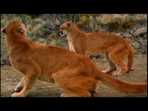 Home Alone (QuiggC1 Mammal Style) Part 23: Another Special Reunion