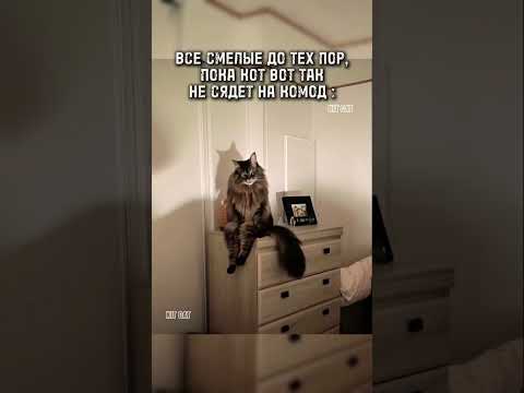 Все смелые до тех пор... / Кошка сидит на комоде / МЕМ #shorts #neonrussia #нейросеть #мем #мемы