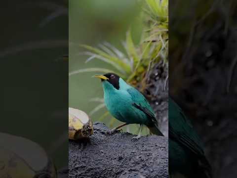 Temtem smaragdový (Chlorophanes spiza) — starostlivosť, voliéra a kŕmenie