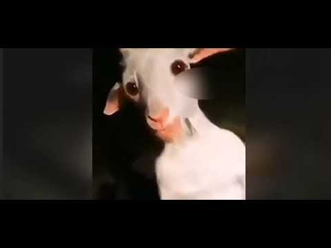 333.333.333 @333.codigos