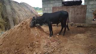 preview picture of video 'Arasalur jallikattu 2019'