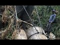 Elephant Dragging Log