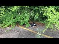 1 426 Feeding Feral Tuxedo Cats