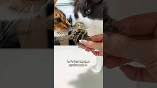 Let’s feed my cats whole prey 🐣 #asmr #cat #mukbang #catvideos #rawdiet #eatingasmr