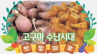 잔뿌리 속 고구마 찾기, 고구마맛탕 만들기 [텃밭의 하루#8]