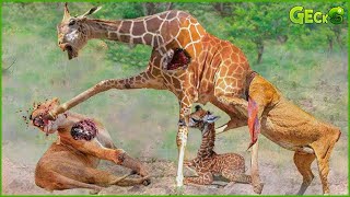 Moment Giraffe Kicks Ferocious Lion In The Face To Protect Baby Giraffe | Fighting Animals