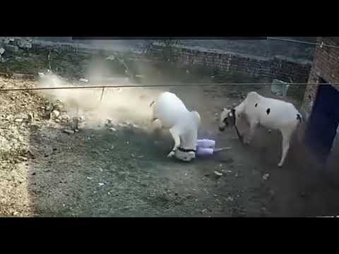 #velpura😀#pranil 01