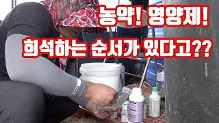 농약,영양제 물에 혼합하는 순서가 있다고? 총채벌레도 잡고 고추도 많이 수확하려면 약제 혼용 순서도 알아야 …