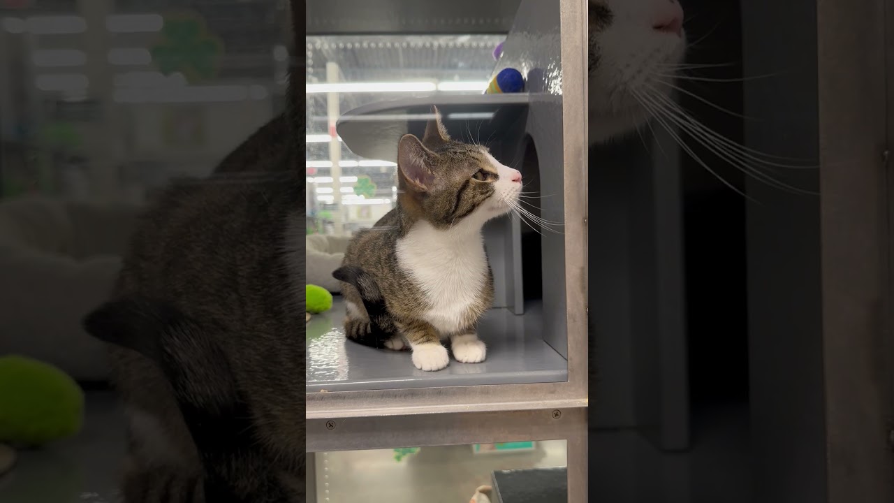 Enlarge James, a Adoptable Domestic Short Hair in Beaufort, SC video 6/6