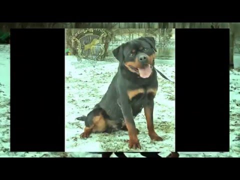 "Kaos" Jergan Joep Von Den Hatzruden