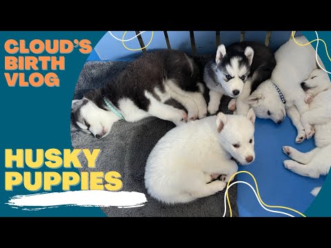 CLOUD BIRTH VLOG | Meet the husky puppies