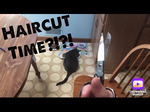 Cutting all of my cat’s fur off